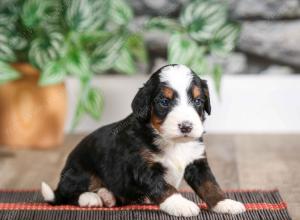 male mini bernedoodle near Chicago Illinois