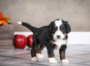 male mini bernedoodle near Chicago Illinois