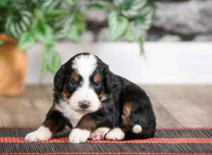 male mini bernedoodle near Chicago Illinois
