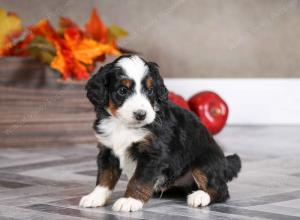 male mini bernedoodle near Chicago Illinois