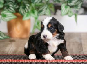male mini bernedoodle near Chicago Illinois
