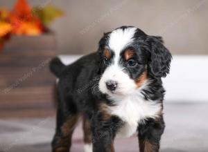 male mini bernedoodle near Chicago Illinois