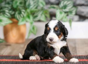 male mini bernedoodle near Chicago Illinois