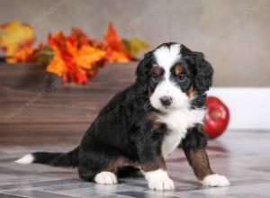 male mini bernedoodle near Chicago Illinois