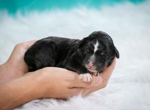 tri-colored standard bernedoodle near Chicago Illinois