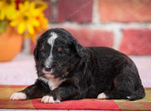 tri-colored standard bernedoodle near Chicago Illinois