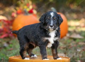 tri-colored standard bernedoodle near Chicago Illinois