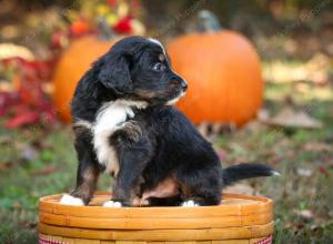 tri-colored standard bernedoodle near Chicago Illinois