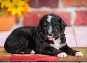 tri-colored standard bernedoodle near Chicago Illinois