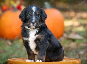 tri-colored standard bernedoodle near Chicago Illinois