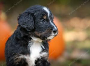 tri-colored standard bernedoodle near Chicago Illinois