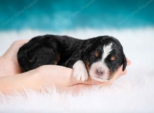 tri-colored male mini bernedoodle near Chicago Illinois