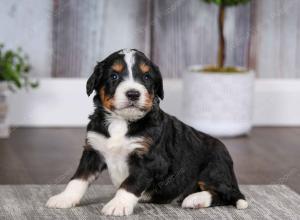 tri-colored male mini bernedoodle near Chicago Illinois