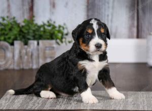 tri-colored male mini bernedoodle near Chicago Illinois