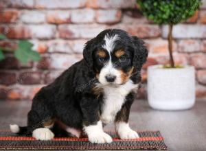 tri-colored male mini bernedoodle near Chicago Illinois