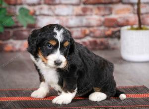 tri-colored male mini bernedoodle near Chicago Illinois