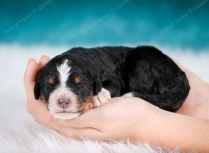 tri-colored male mini bernedoodle near Chicago Illinois