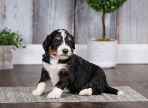 tri-colored male mini bernedoodle near Chicago Illinois