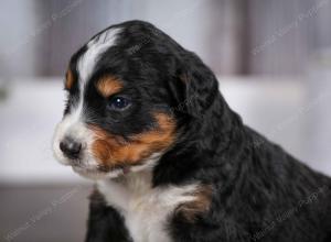 tri-colored male mini bernedoodle near Chicago Illinois