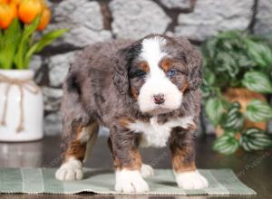 tri-colored mini bernedoodle near Chicago Illinois