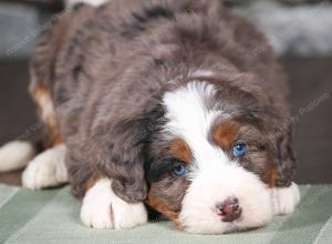 tri-colored mini bernedoodle near Chicago Illinois