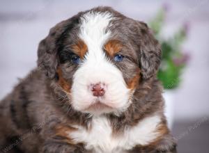tri-colored mini bernedoodle near Chicago Illinois