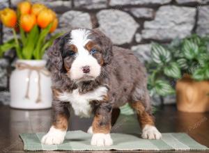 tri-colored mini bernedoodle near Chicago Illinois