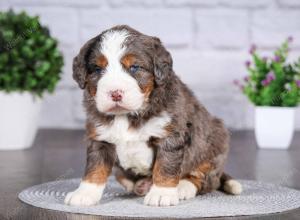 tri-colored mini bernedoodle near Chicago Illinois