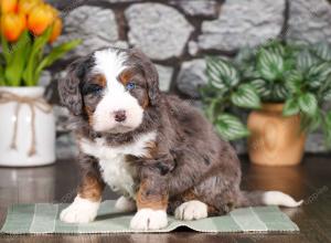 tri-colored mini bernedoodle near Chicago Illinois
