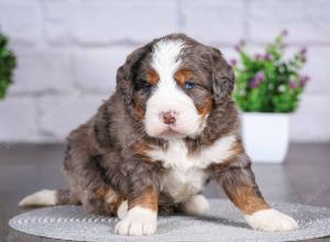 tri-colored mini bernedoodle near Chicago Illinois