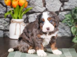 tri-colored mini bernedoodle near Chicago Illinois