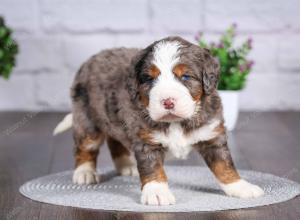 tri-colored mini bernedoodle near Chicago Illinois