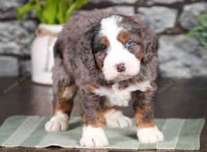 tri-colored mini bernedoodle near Chicago Illinois