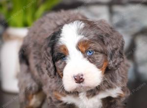 tri-colored mini bernedoodle near Chicago Illinois