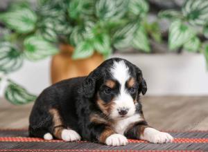 female mini bernedoodle near Chicago Illinois