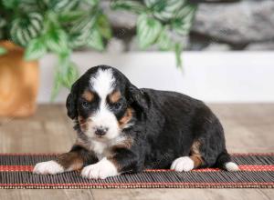 female mini bernedoodle near Chicago Illinois