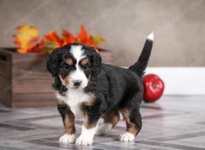female mini bernedoodle near Chicago Illinois