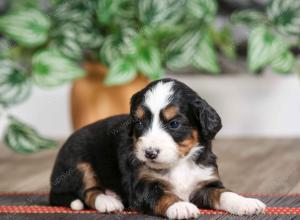 female mini bernedoodle near Chicago Illinois