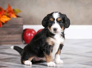 female mini bernedoodle near Chicago Illinois