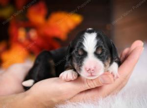 female mini bernedoodle near Chicago Illinois