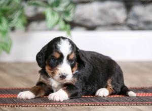 female mini bernedoodle near Chicago Illinois