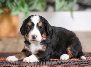 female mini bernedoodle near Chicago Illinois