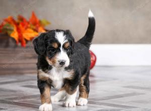 female mini bernedoodle near Chicago Illinois
