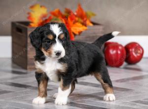 female mini bernedoodle near Chicago Illinois