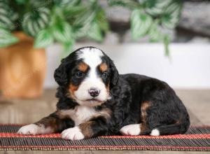 male mini bernedoodle near Chicago Illinois