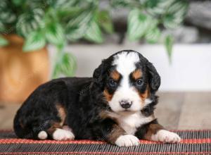 male mini bernedoodle near Chicago Illinois