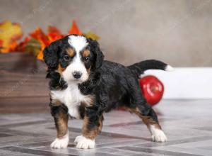 male mini bernedoodle near Chicago Illinois