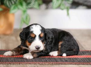 male mini bernedoodle near Chicago Illinois