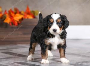 male mini bernedoodle near Chicago Illinois