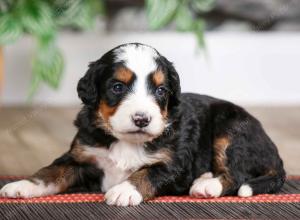 male mini bernedoodle near Chicago Illinois